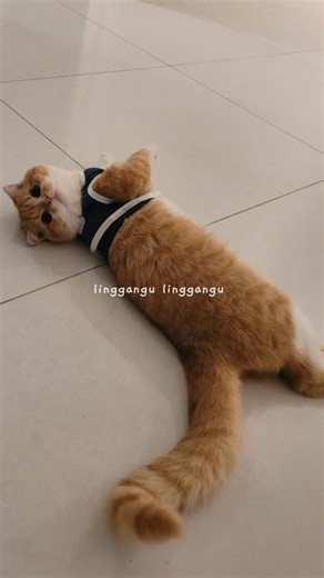 Simba the Cat 🐾 on Instagram: "Just checking if you’re still watching 🐱👀🤍#catreels #simba #instacat #orangecat #catlife"