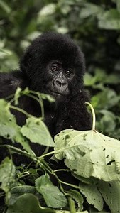 10K reactions · 168 shares | What Is The Age Limit For Gorilla...