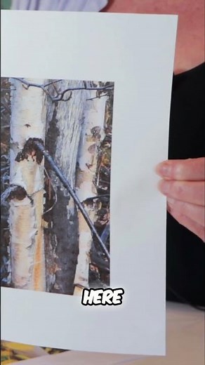 Birch Tree Colors: Artist Unveils Stunning Variations! #shorts