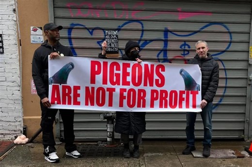 Exclusive | Brooklyn pet store owner accused of kidnapping NYC pigeons, selling them as live shooting targets