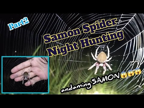 Gagambang Samon Night Hunting Part2. Sulit andami!!! From Isabela Philippines