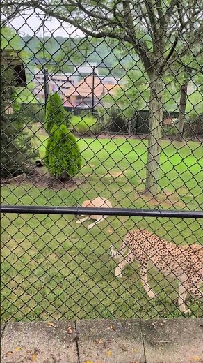 Unlikely Best Friends: Cheetah & Dog's Amazing Bond at Turtle Back Zoo