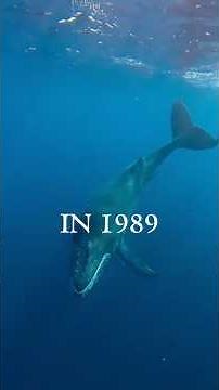The 52-Hertz Whale: The Loneliest Whale on Earth