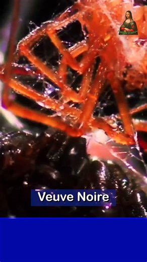 Veuve Noire