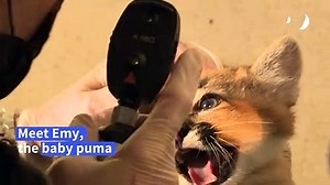 Baby puma born in Paris zoological park - Vidéo Dailymotion