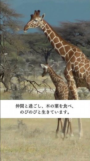 キリンの異常行動