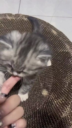 Funny Kitten Training Fail: When Kittens Bite People!