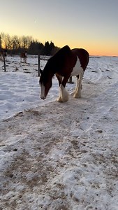 The broodmares on the move for breakfast. #alberta #winter #clydesdales #farming #horses | Willow Way Clydesdales