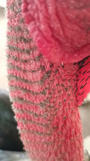 Simetris | CF Breeding