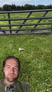 7.6K views · 445 reactions | Have you ever seen the world’s smallest pig? #pig #fyp | Scott Whitehead | Facebook