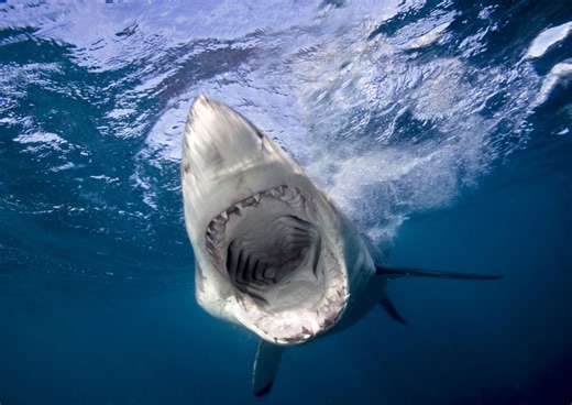 Unprovoked Shark Attacks Spiked Globally Last Year, International Shark Attack File Finds