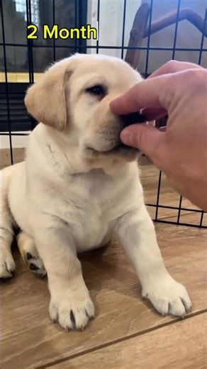 My Labrador Transformation One Month to One Year #labrador #rottweiler #pitbull #dog #puppy #shorts