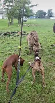 Dog Gets Shocked By Fence While Donkey Laughs