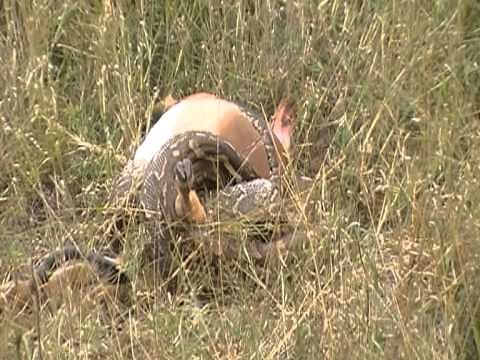 PYTHON KILLING IMPALA