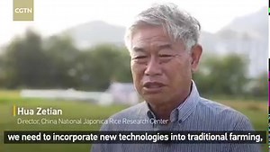 Nanfan's off-season crop breeding base, due to its tropical location in south China's Hainan Province, has been designated as a seed-producing facility for various crops in the country. It has new rice and cotton varieties, which help feed and provide clothes for China's huge population. Join CGTN reporter Li Jianhua to learn about China's off-season crop breeding program. #TidesofChina | CGTN