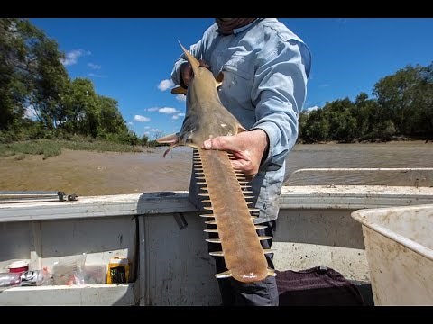 Sawfish survival