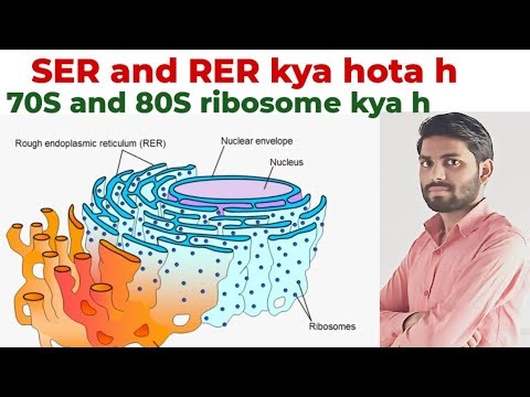 Why SER is responsible for making protein | prokaryotic and Eukaryotic type of cell #viralvideotrend
