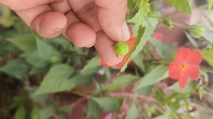 4K views · 29 reactions | నిత్యం పూసే నిత్య మల్లి seeds for sale |Mini Hibiscus . . . #nithyamalli #minihibiscus #royalgardenkumari #lemonpropagation #gardening #plantsgram #plantsofinstagram #hibiscus #hibiscusflower #onlineseeds #flowerseeds #RareFlowers | Kumari Sarath Putta | Facebook