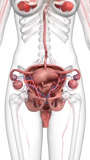 3.9K views · 870 reactions | “The biology of twins: twice the cells, twice the wonder.” #twinsinside #twinpregnancy #miracleoflife #humananatomy #babygrowth #twinsmovement #pregnancyreels #fypシ #viralreels #reelstoday #biologyreels #sciencereels #motherhoodjourney #instagrowthtips #twinmomlife --- | Explain Surgery | Facebook