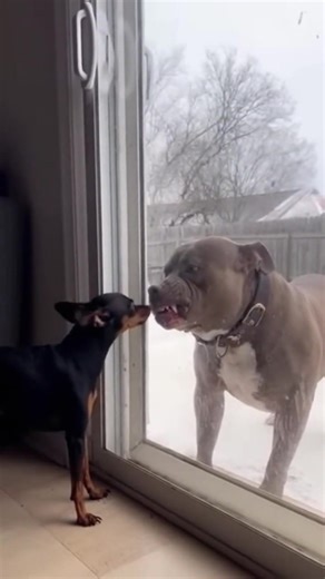 Hilarious Animal Moments That Will Make You Laugh