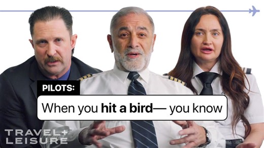 Pilots reveal what really happens when a bird hits a plane