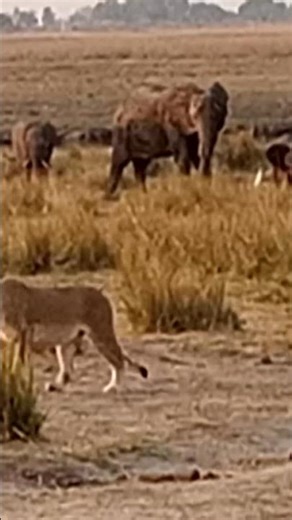 A Lioness Prepares to Hunt Beside Elephants | Real Botswana Safari – San & Nature #lion #animals