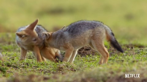 Animal (TV Series 2021–2022)