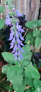 Phytonutrients 101: Forskolin | The Weeds and Seeds Guy