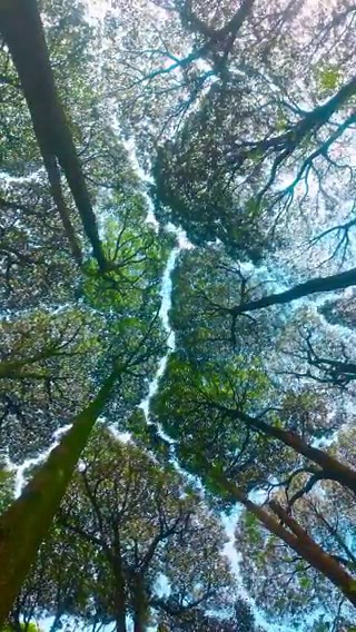 Crown shyness is a phenomenon where the top branches of neighboring trees avoid touching to stay safe, leaving visible jigsaw like gaps between their crowns.