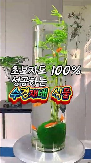 흙 화분 다 버렸습니다 벌레 없는 수경재배 식물