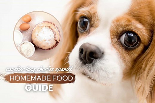 Cavalier King Charles Spaniels Homemade Dog Food Recipes & Diet Guide - Canine Bible