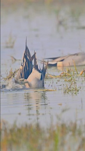 Northern Pintail Ducks In Action | 4K HDR | 4K Shorts