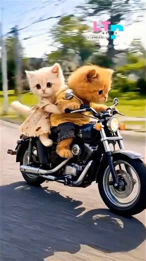 Kucing naek motor#shorts