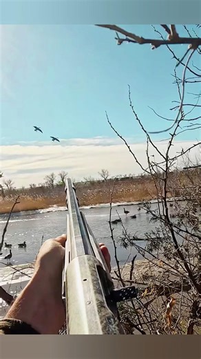 Geese Landing Right In Front of Us #CloseHunt #GooseHunting #Waterfowl #HuntingMoments #OutdoorLife