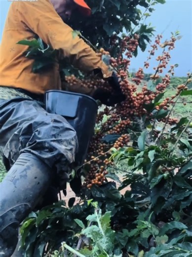 Manual Coffee Picking Process Explained