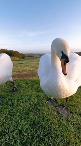 9.2K views · 1.1K reactions | Another morning feeding my Swan friends Prince & Willow 廉懶廉 | The Robin Whisperer | Facebook