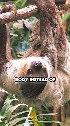 This Animal Adaptation Is Insane #evolution #wildlife