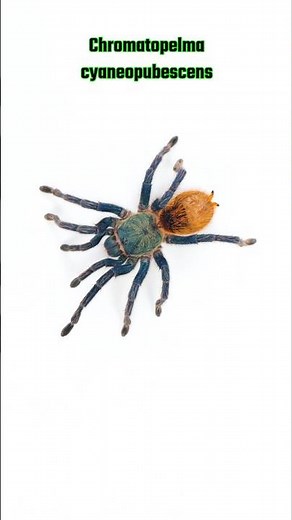 Which one is your favorite? #tarantula #spider #animals #nature #pets