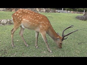 【4K動画】奈良公園の鹿（8月のオスのシカ）