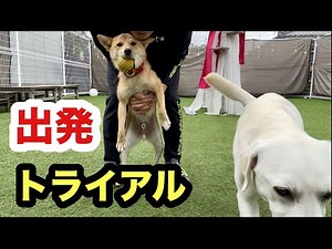 ついにトライアルへ出発する保護子犬ソラくん