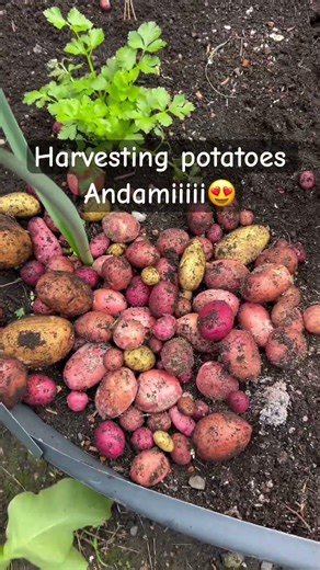 Harvesting potatoes in the backyard #potato #frenchfries #yummy #redpotato #backyard #garden