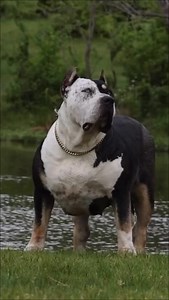 10K views · 12K reactions | Los 4 perros más poderosos del planeta #dogs #perros | Descubrimientoanimal | Facebook