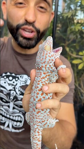 How Tokay Geckos get their name 😄 #tokaygecko