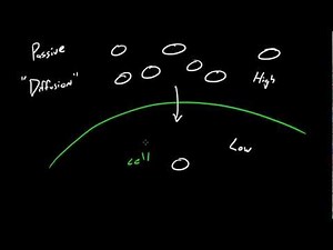 Biology Lecture - 18 - Diffusion