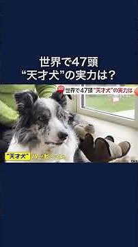 【世界に47頭だけ】 220種の名前を覚えた“天才犬”ハービーくんの実力 #shorts