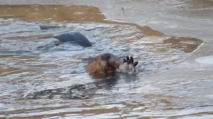 When the cold weather arrives, beavers will try to break up ice near the lodge, to keep open water as long as possible. This video shows a beaver breaking some newly forming ice. Of course, in Saskatchewan, eventually Mother Nature wins the battle and ponds and rivers will completely freeze over. FYI … Beavers don’t hibernate. They don’t have the physiological ability to go dormant for months like hibernating mammals. Even beavers who are frozen under a layer of ice all winter still wake up in t