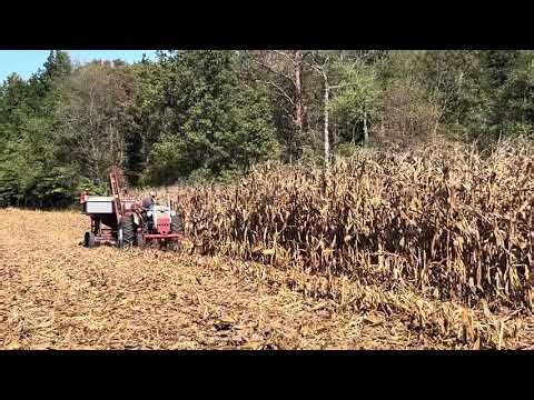 Ford Model 900 Tractor picking corn with Dearborn Wood Bros Corn Picker