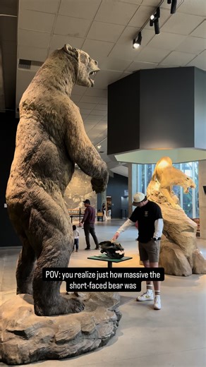 You don’t truly grasp how massive Arctotherium was until you’re standing next to one. The largest bear to ever exist. #iceage #prehistoric #paleontology #pov #megafauna