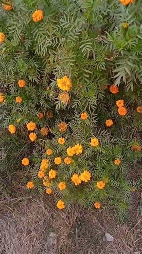 Ram Ram comment on chat box