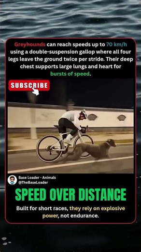 Nature's PERFECT Sprinter
